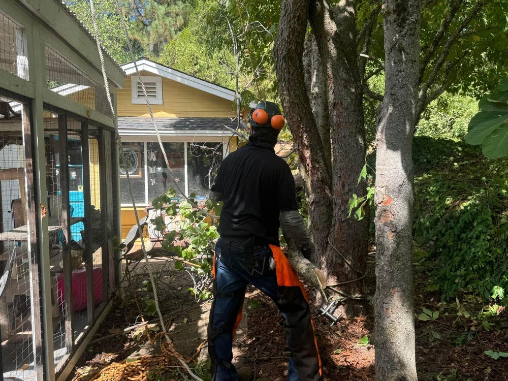 Property Clean Up for The Tree Fairy in Temecula, CA