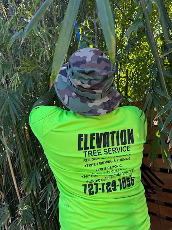 All Photos for Elevation Tree Service in Holiday, FL