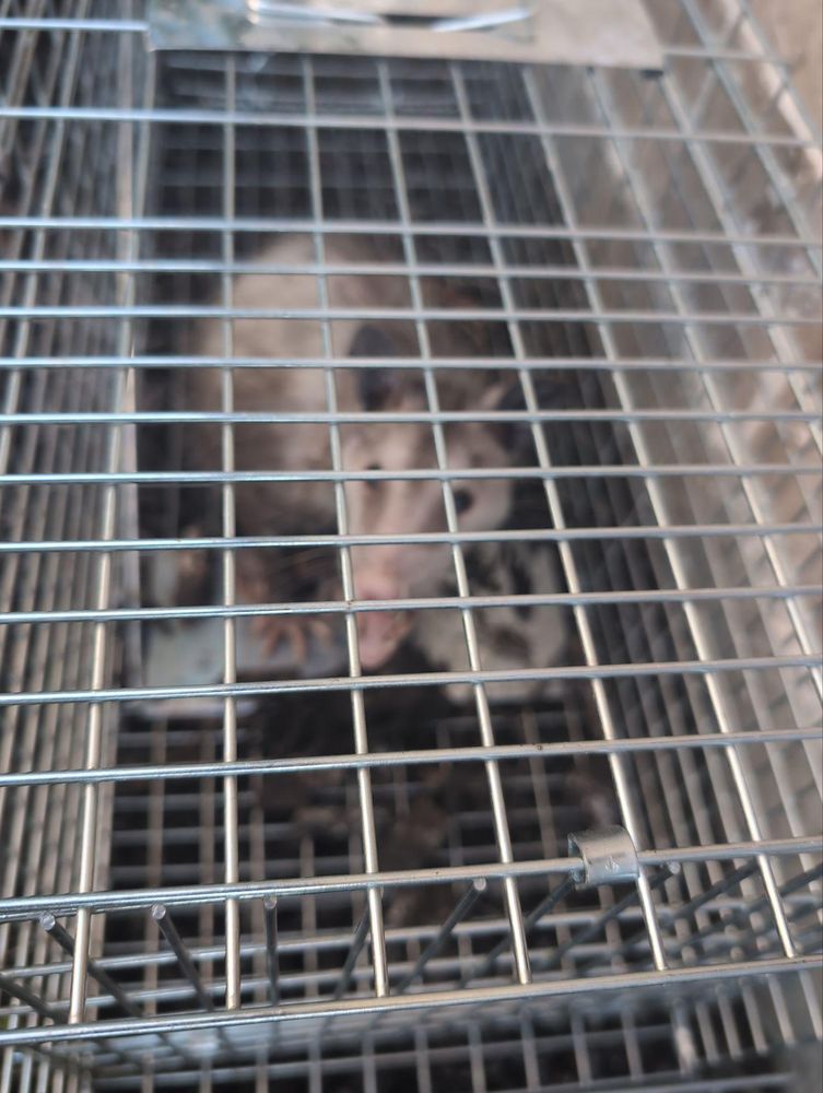 All Photos for Topper's Wildlife Removal in Garland, TX