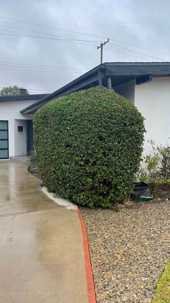 Our Shrub Trimming service includes trimming, shaping, and maintaining the health of your shrubs to enhance the overall appearance of your landscape and ensure their longevity. for PJ & Son’s Gardening in Montecito, CA