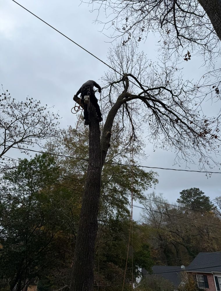 All Photos for T N L - Tree and Land Service in Reynolds, GA