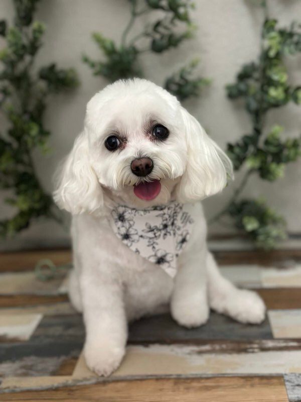 All Photos for Tails By The Lake Grooming in Branson West, MO
