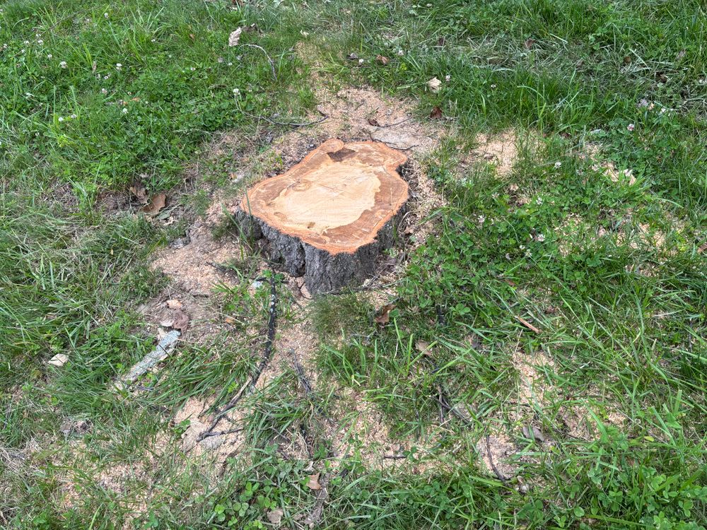All Photos for Conrad's Stump Removal in Columbus, IN