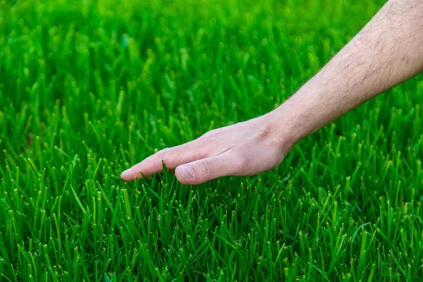 Our expert Lawn Care service provides professional lawn maintenance, including mowing, edging, fertilizing, and weed control to keep your yard looking lush and healthy year-round. Let us transform your outdoor space! for Delgado Landscape Management  in St. Charles,  MO