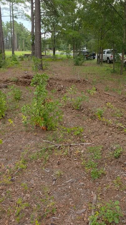 All Photos for Barnhill land clearing LLC in Horry County, SC