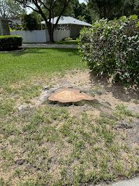 All Photos for Elevation Tree Service in Holiday, FL