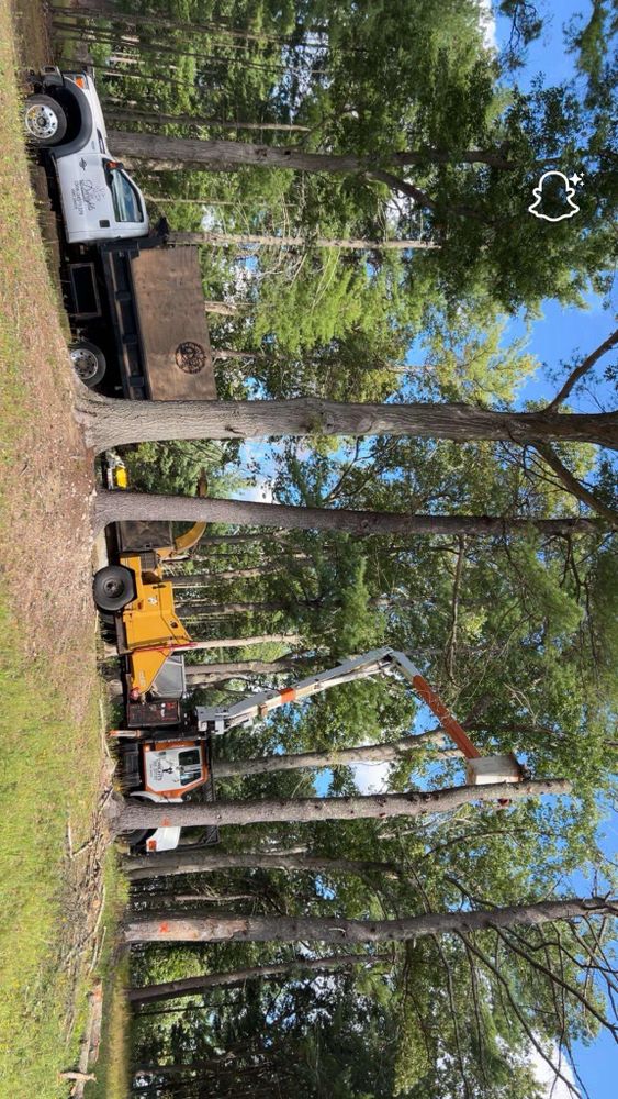 All Photos for Dwights Tree Service LLC in Middleborough, MA