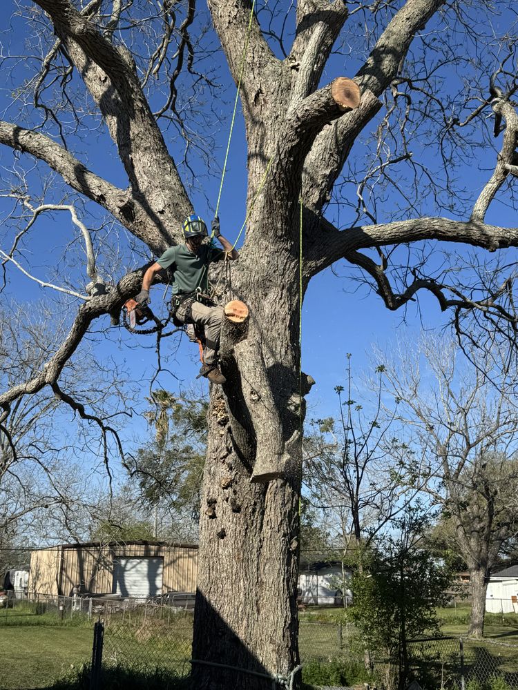 All Photos for Braun Tree Service in Floresville, Texas