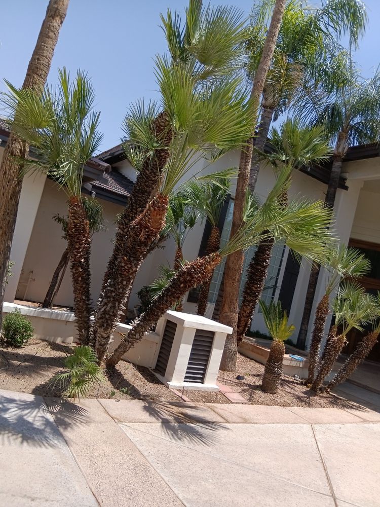 All Photos for Family Landscaping in Phoenix, AZ