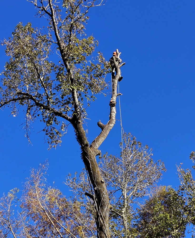 Alpers Tree Services team in Cleveland, TX - people or person