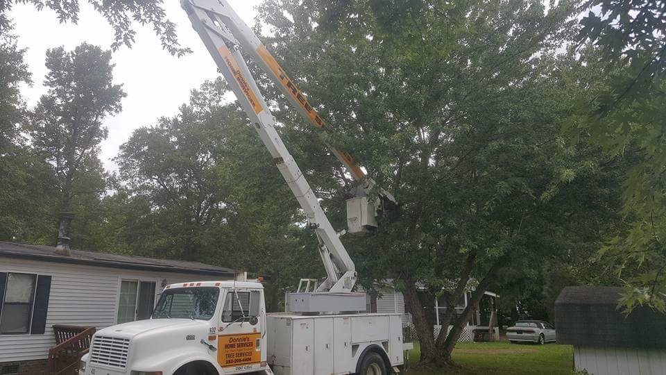 Our Tree Trimming service enhances your landscape's beauty, promotes tree health, and ensures safety by expertly removing dead limbs. Trust our skilled team for precise care and a thriving outdoor environment. for Donnie's Tree Services in Wilson, NC
