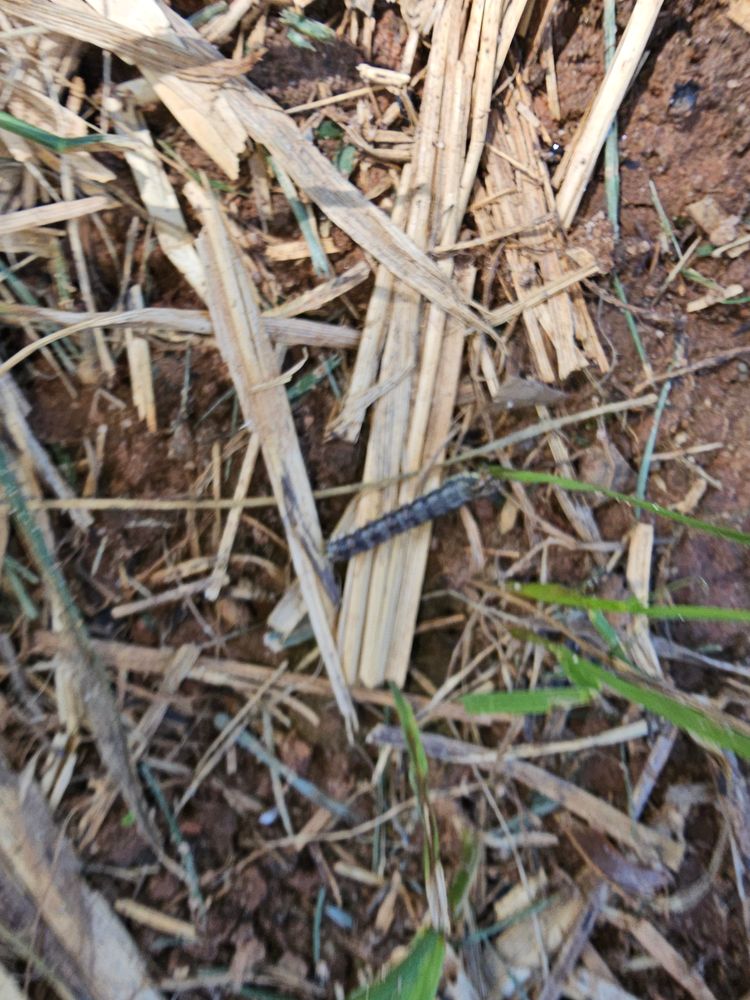 Army Worms for Terra Bites Lawn Service in Jefferson, GA