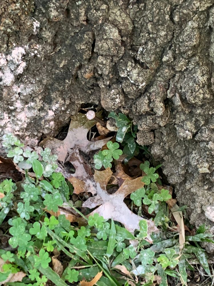 All Photos for TLC Professional Tree Service in Bedford, TX