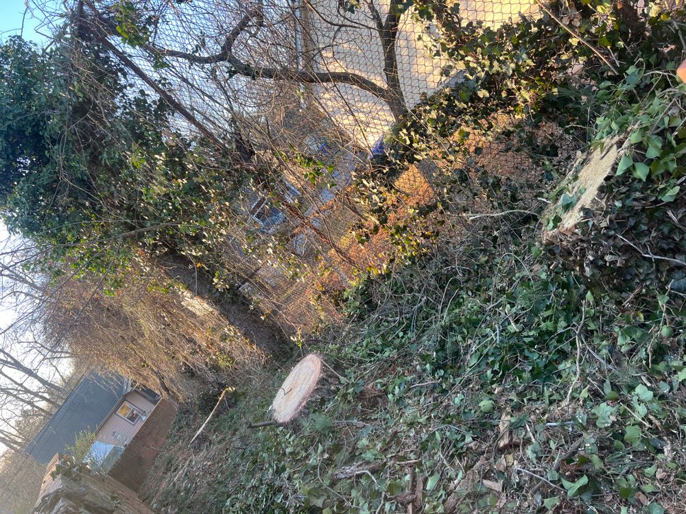 Tree Removal for Ground To Sky Tree Care in Asheville, North Carolina