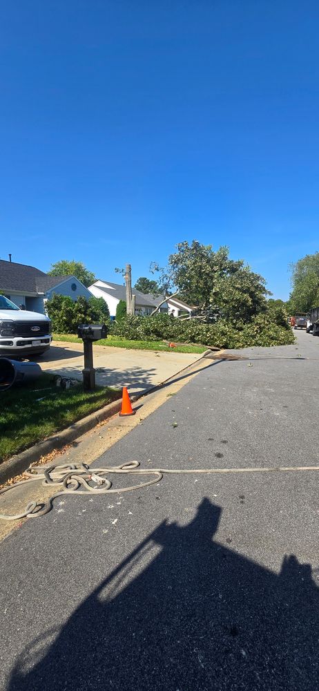 All Photos for Beach Tree Care in Virginia Beach, VA