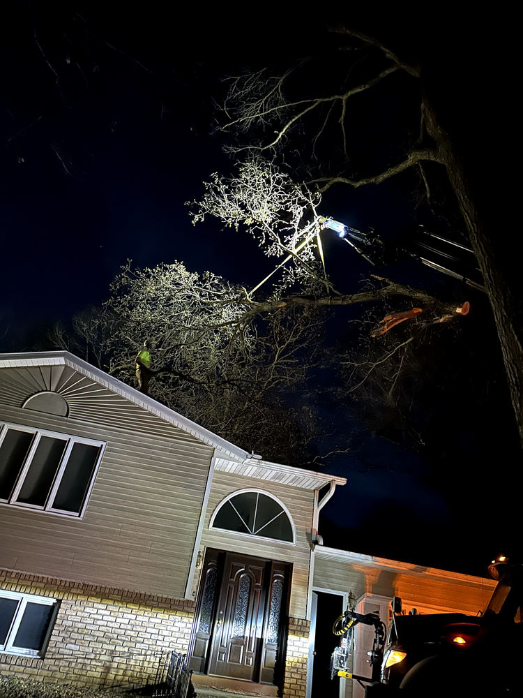 All Photos for Down To Earth Tree Service in Red Wing,  Minnesota