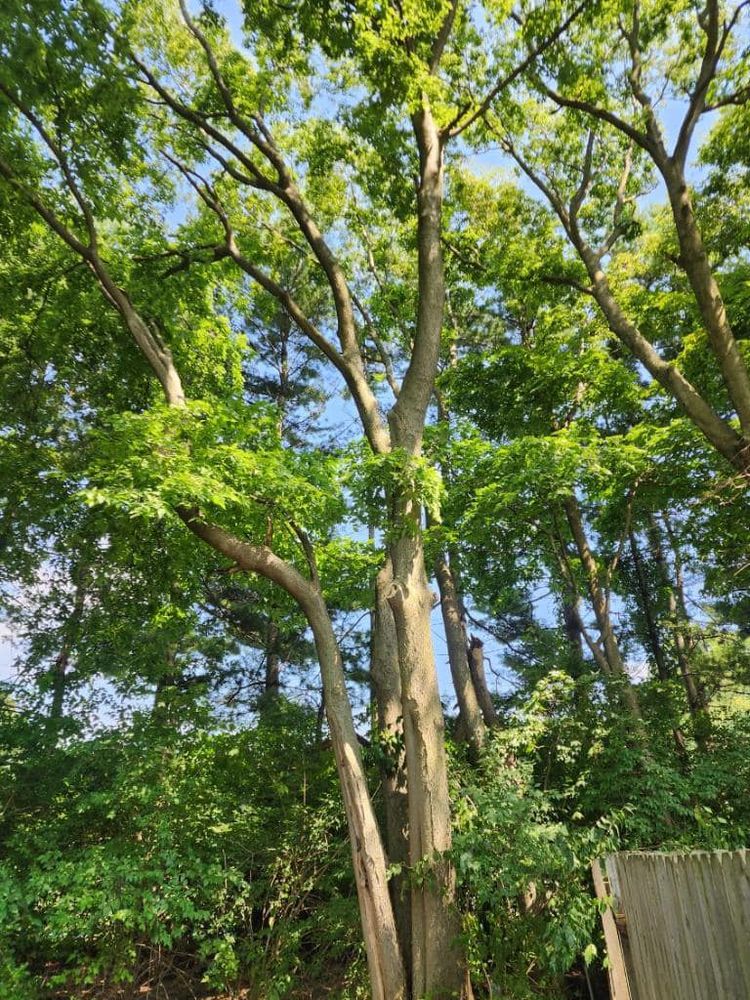 Tree Removal for Hunnicutt’s Tree Service L.L.C. in Monticello, IN