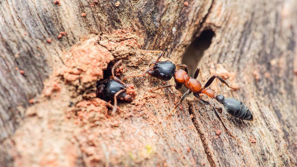Ants for Platinum Pest Control in Spring Hill, FL