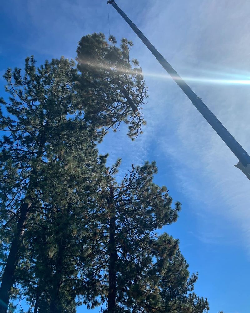 All Photos for AP Tree Service in Colbert, WA