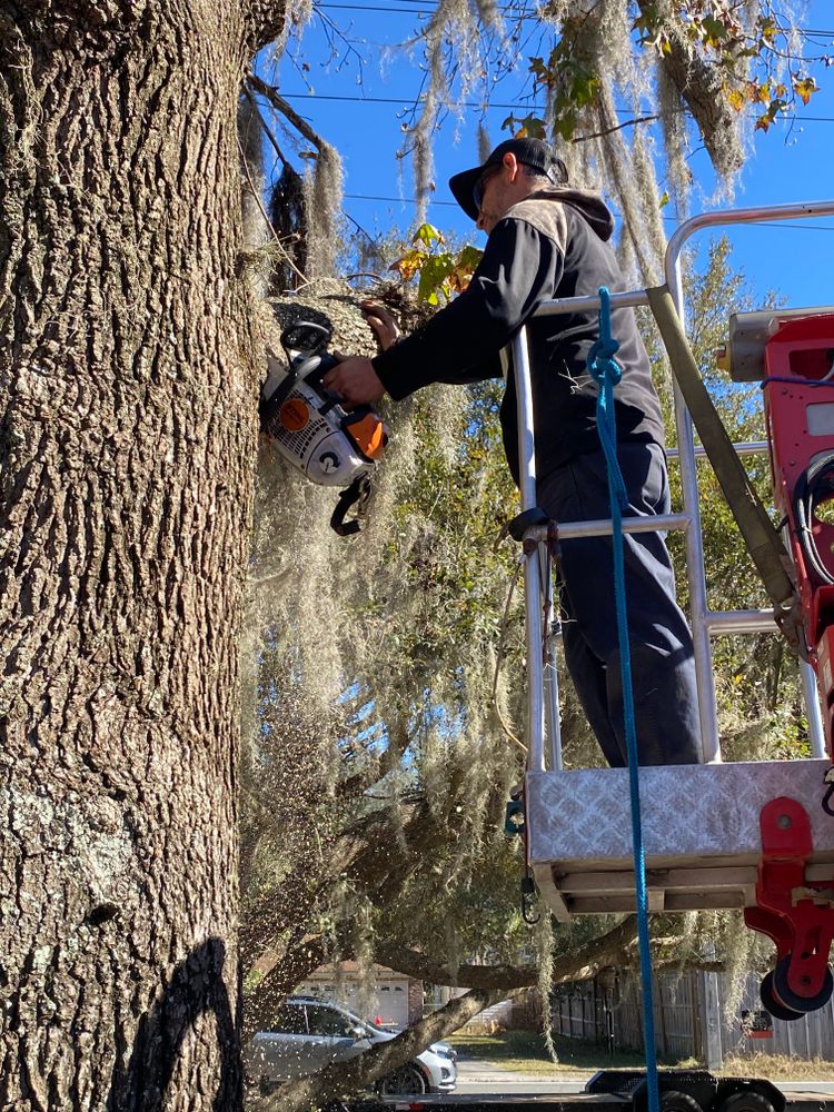 All Photos for Top Notch Tree Experts in Orange Park, FL