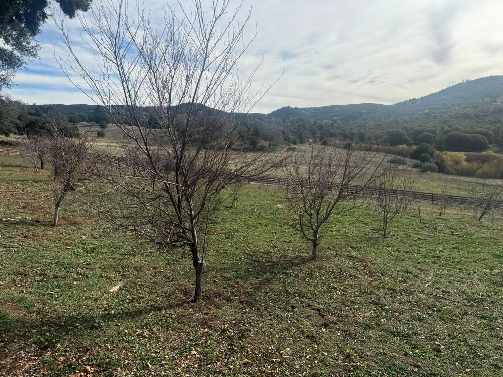 All Photos for The Tree Fairy in Julian, CA