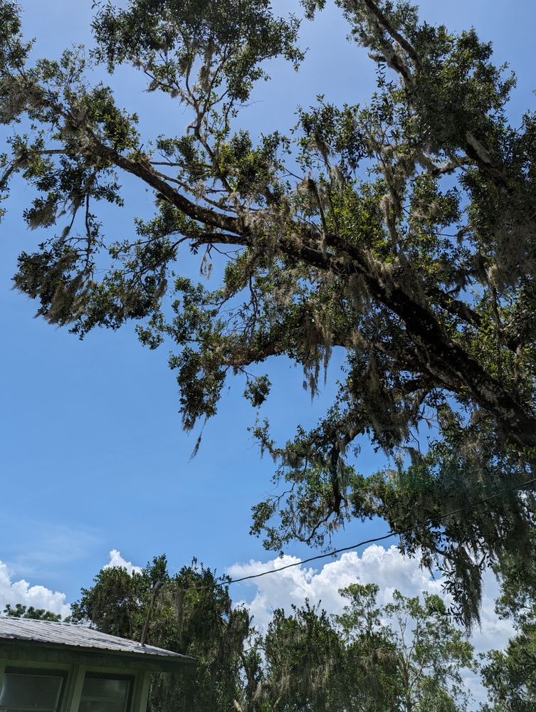 All Photos for Regal Tree Service and Stump Grinding in Wauchula, FL