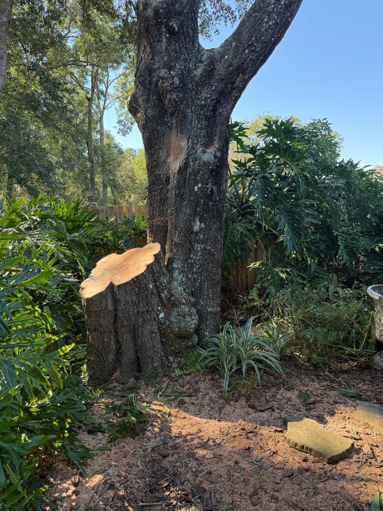 All Photos for Amerigrown Tree And Lawn in Apopka, FL