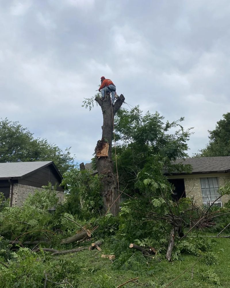 All Photos for Muniz Tree Service in North Richland Hills, TX
