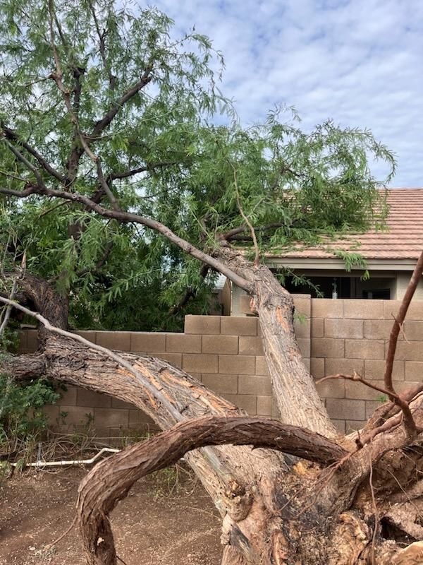 All Photos for T's Tree Service and Firewood in Apache Junction, AZ