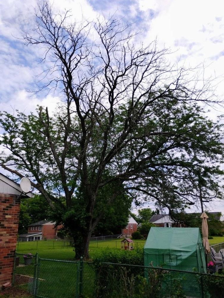 All Photos for Kingdom Tree Trimming and Removal LLC in Covington, KY