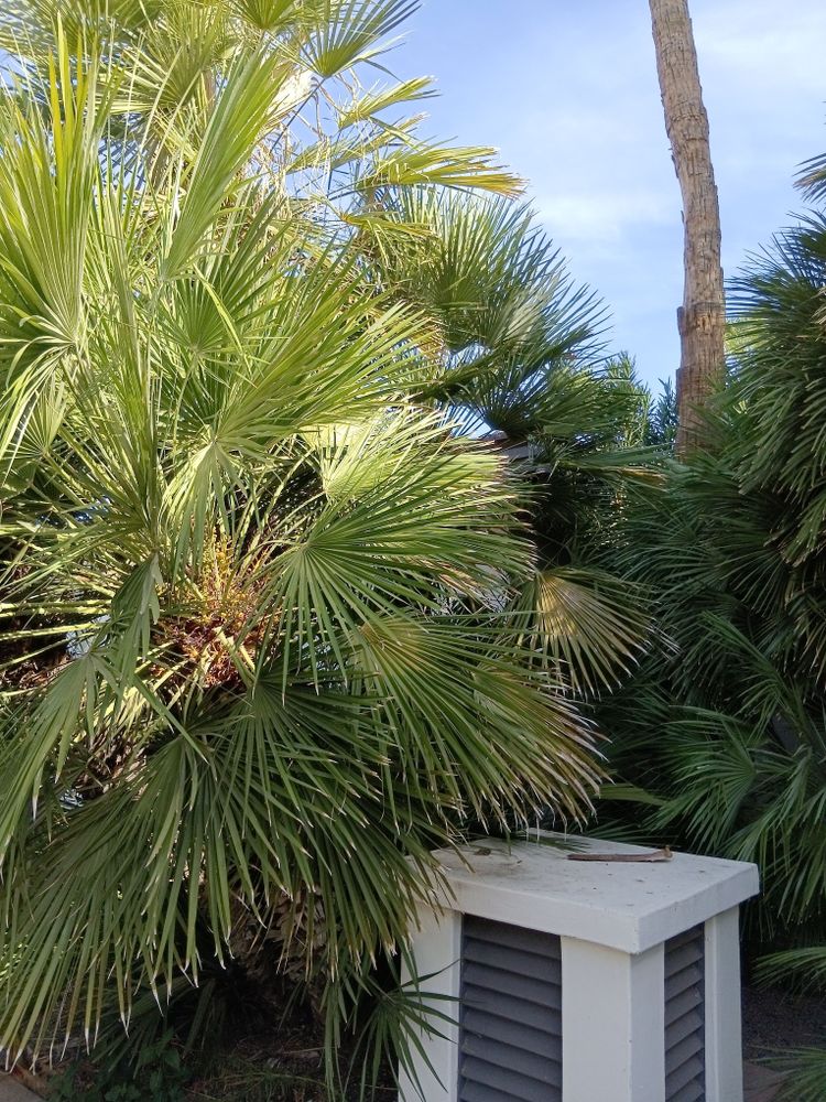 All Photos for Family Landscaping in Phoenix, AZ
