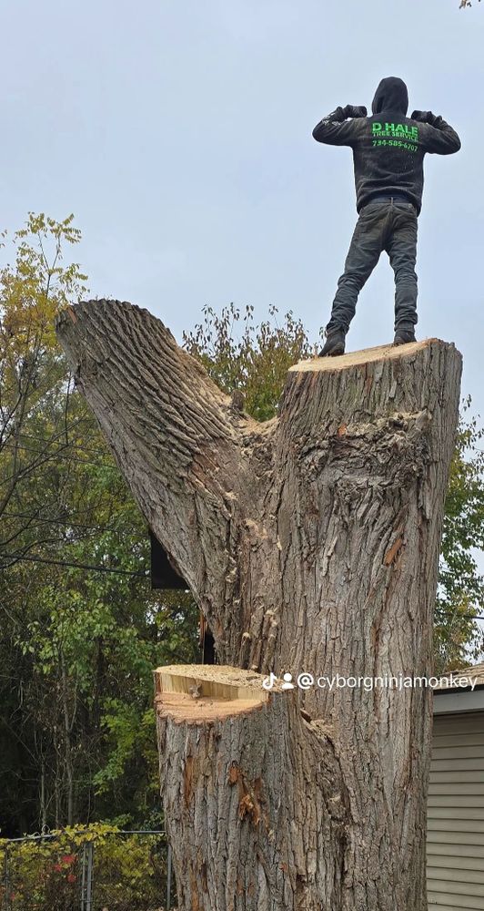All Photos for D Hale Tree Service in Ann Arbor, MI