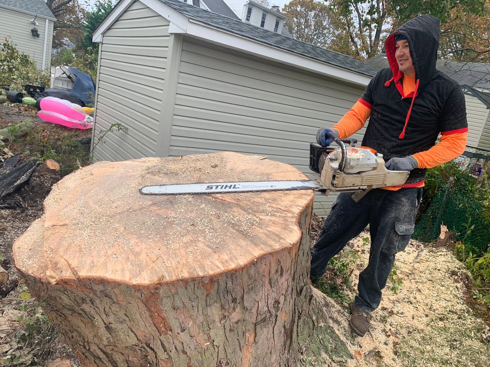 Tree Services for Mr Timber in Ocala, FL