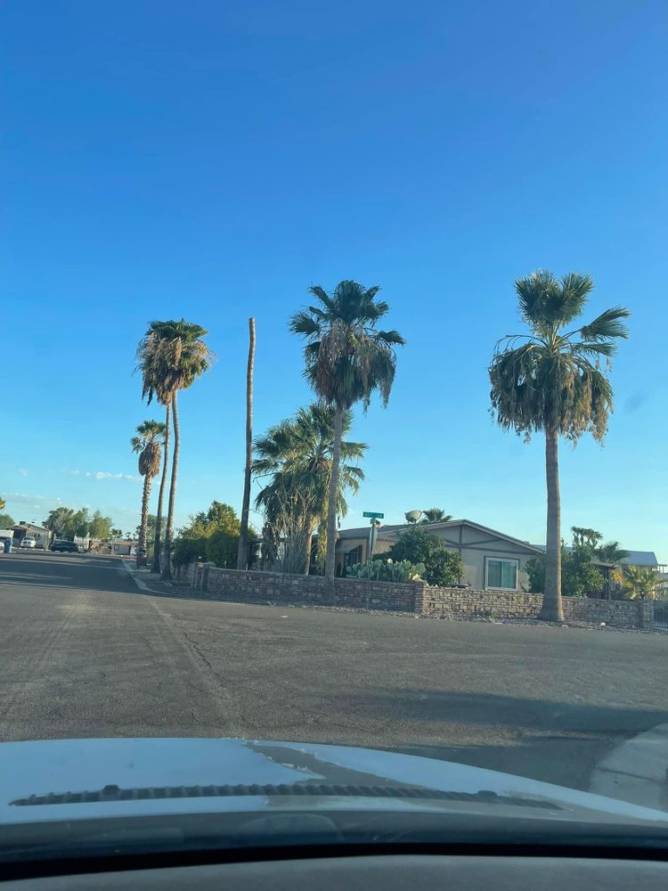 All Photos for Oliver L. Palm & Tree services in Yuma County, AZ