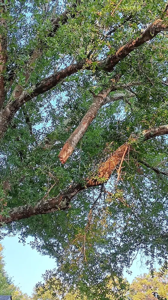 All Photos for Southern Venom Services in Daphne, AL