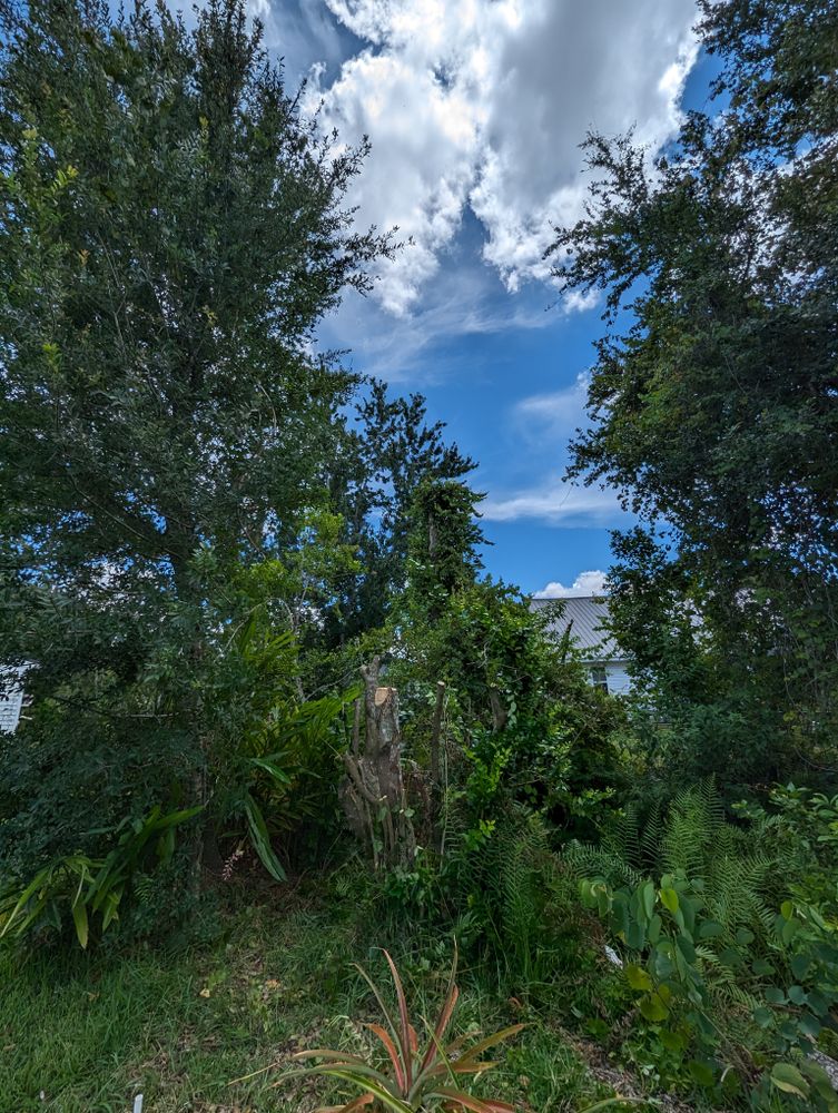 All Photos for Regal Tree Service and Stump Grinding in Wauchula, FL