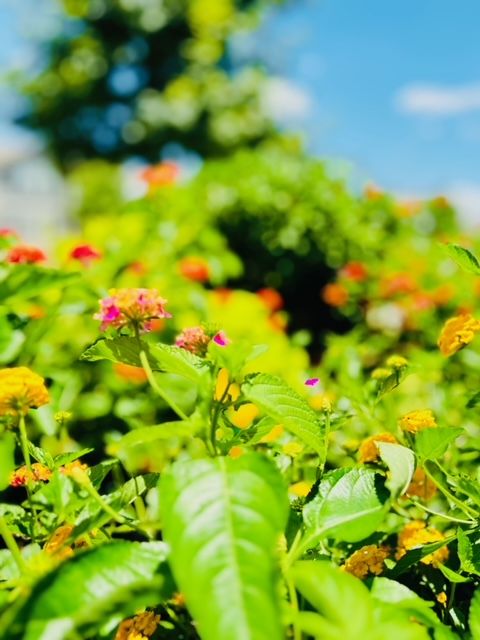 All Photos for Rustic Roots Landscaping in Austin, TX