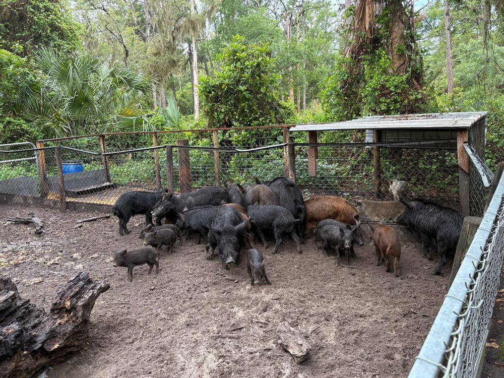 All Photos for North Brevard Wildlife Solutions in Mims, FL