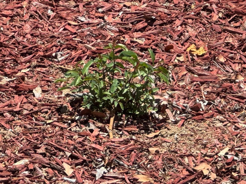 Property Clean Up for The Tree Fairy in Temecula, CA