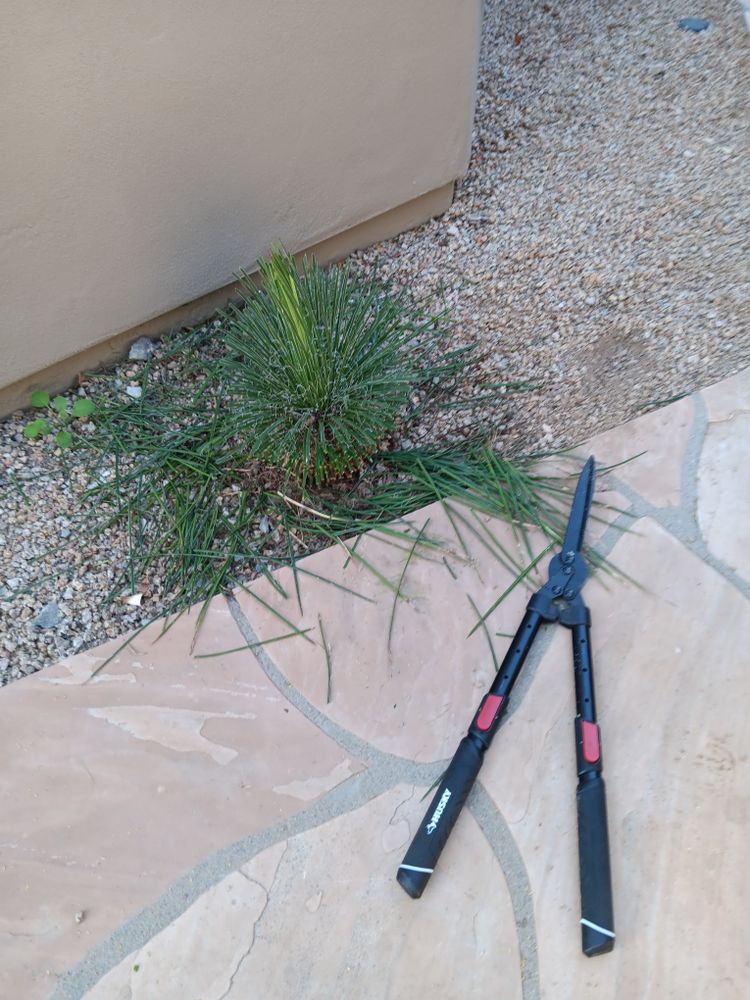 All Photos for Family Landscaping in Phoenix, AZ