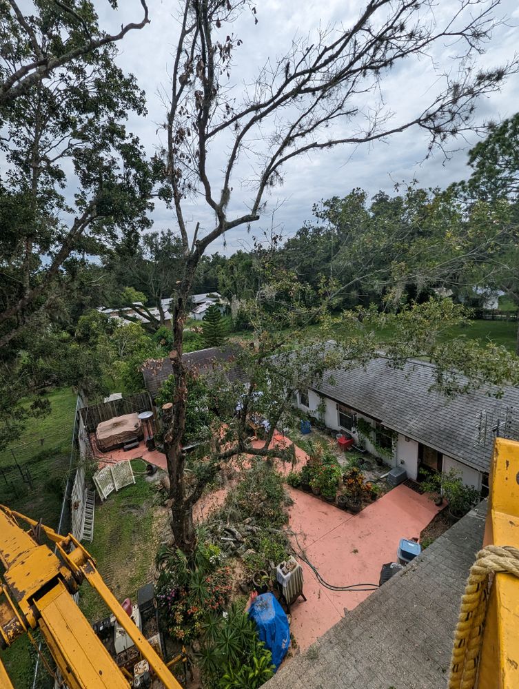 All Photos for Regal Tree Service and Stump Grinding in Wauchula, FL
