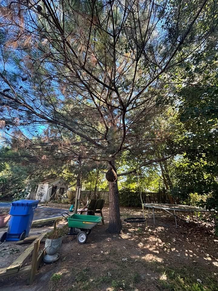 Enhance your home's beauty and safety with our professional tree trimming service. We expertly prune branches, promoting healthy growth while preventing potential hazards and ensuring your landscape remains vibrant year-round. for Cowboys TREE Company in Chesapeake, VA