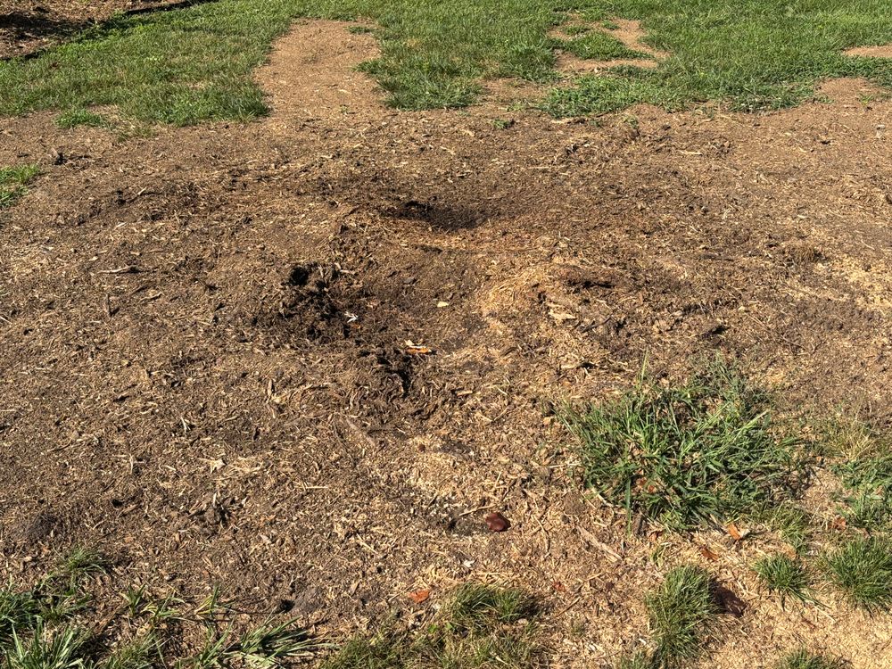 All Photos for Conrad's Stump Removal in Columbus, IN