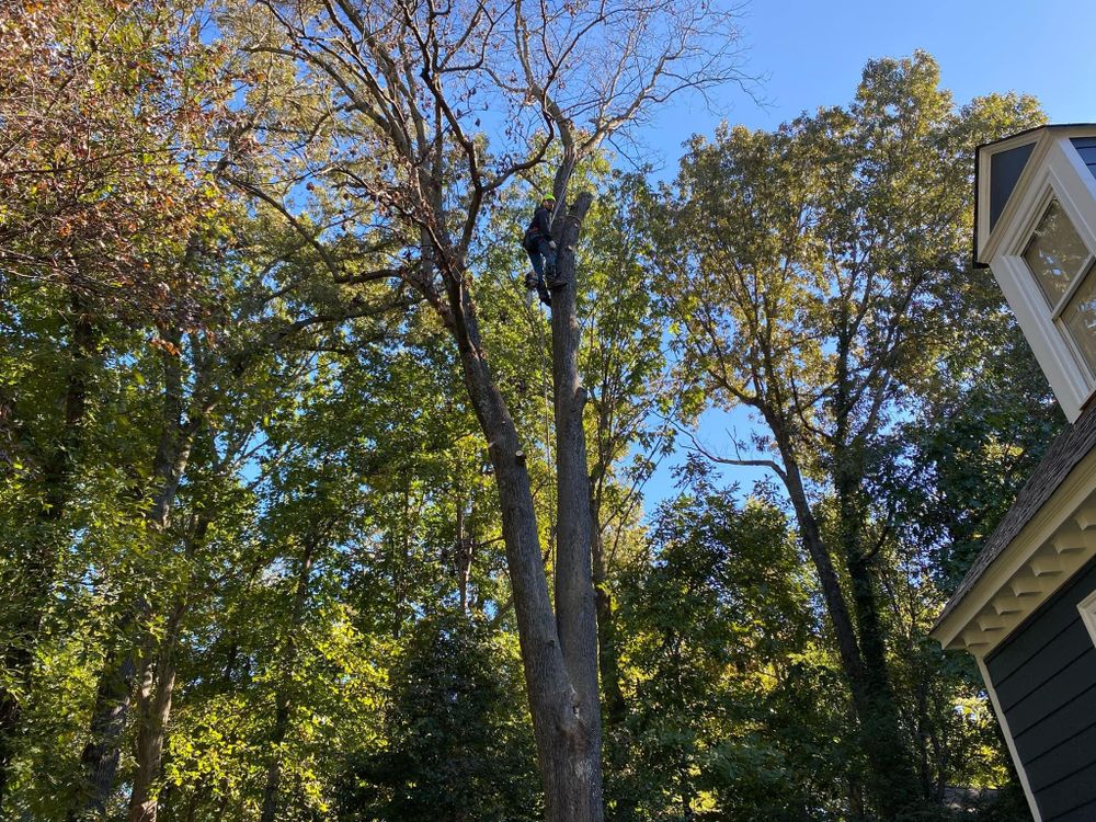 All Photos for Ricky's Tree Service & Property Care in Orange, VA