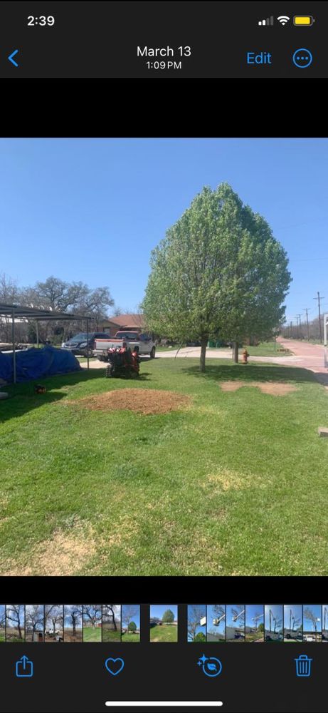 Tree Removal for Rollins Tree Service in Eastland, TX