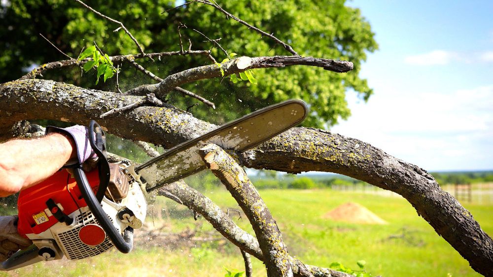 Our Tree Trimming service offers professional and reliable expertise to help homeowners maintain the health and aesthetics of their trees, ensuring safety and enhancing the overall beauty of their property. for Parker Property Manage in , 