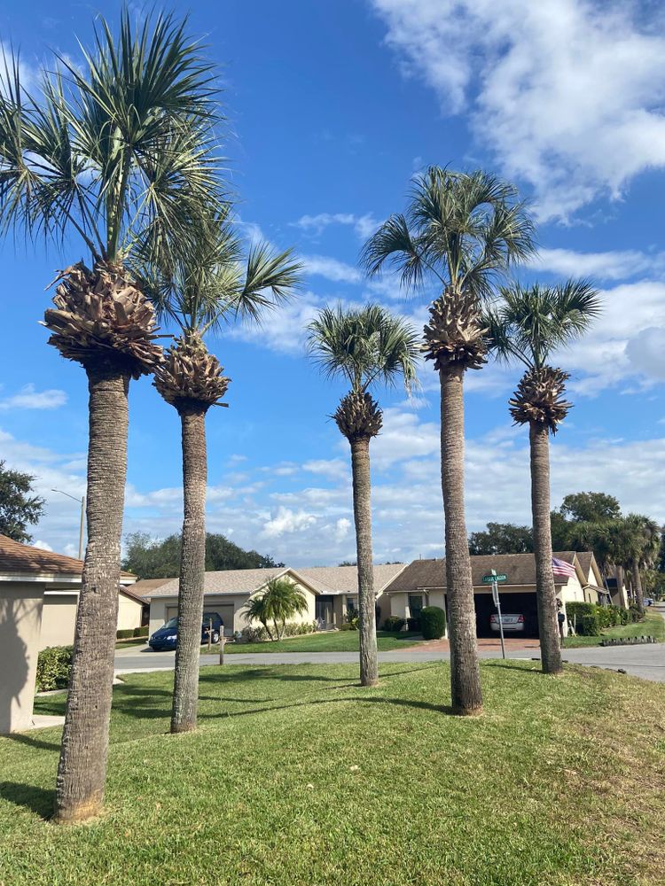 All Photos for Efficient and Reliable Tree Service in Lake Wales, FL