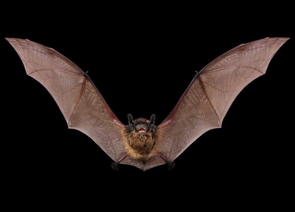 Wildlife Control for Toppers Wildlife Removal in Garland, TX