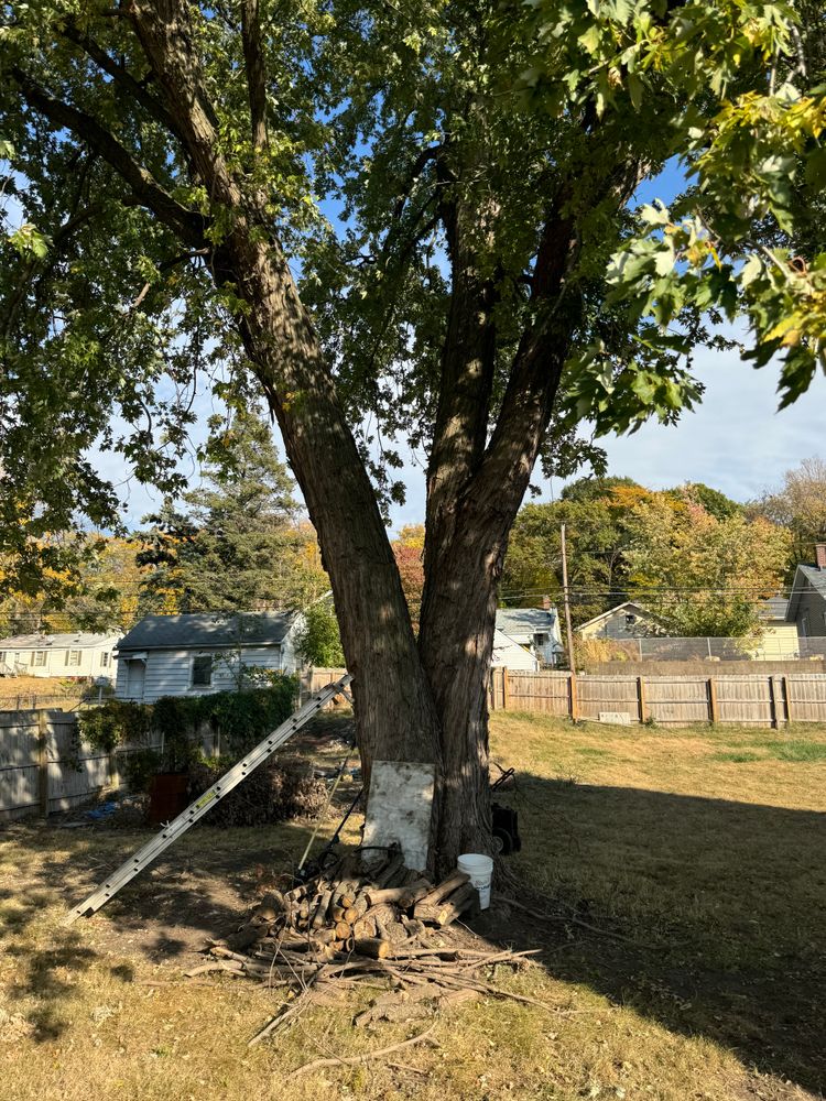 All Photos for Dittmer Tree Service in Davenport, IA