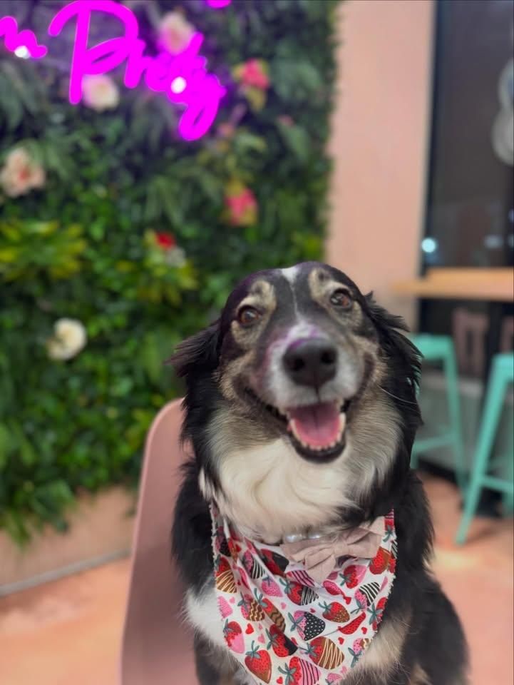 All Photos for Sweet Pearl's Ice Cream in Garland, TX